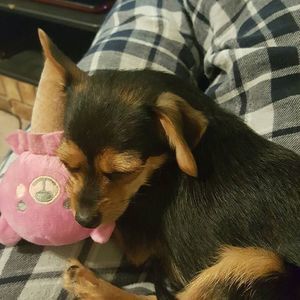 Meet your Posher, Tyrra