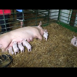 Meet your Posher, Roberto