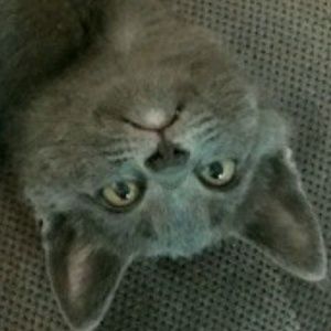 Meet your Posher, Hetty