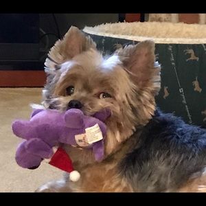 Meet your Posher, Betsy