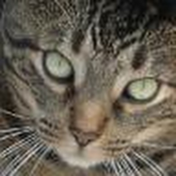 Meet your Posher, Meredith - Picture 1 of 1