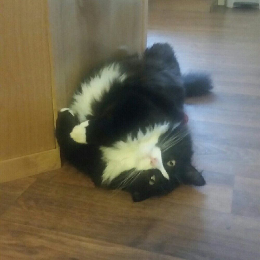 Meet your Posher, Rachael