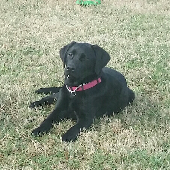 Meet your Posher, Lisa - Picture 1 of 1