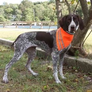 Dog Safety Pet Reflective Orange Bandana
