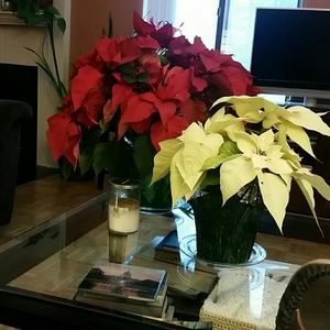 Meet your Posher, Donna