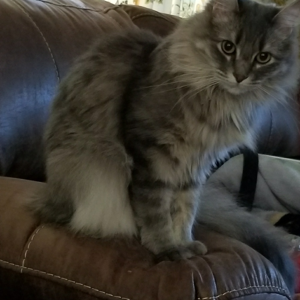 Meet your Posher, Yesenia