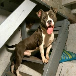 Meet your Posher, Ada