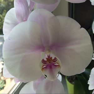 Meet your Posher, Angie