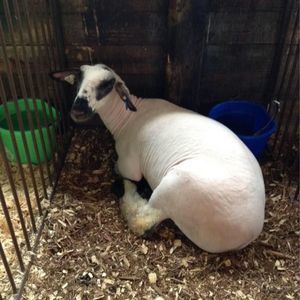 Meet your Posher, Brandi