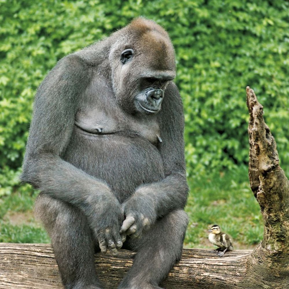 Meet your Posher, Olga