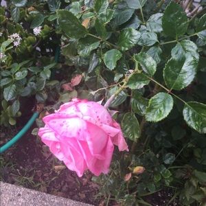 Meet your Posher, Rose