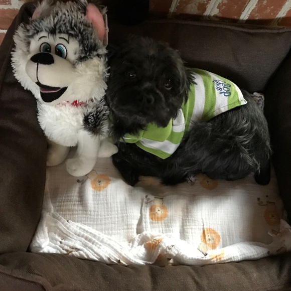 Meet your Posher, Haja and Boogie 🐶 - Picture 2 of 2