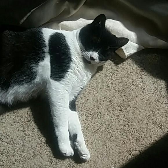 Meet your Posher, Wheezy - Picture 2 of 4