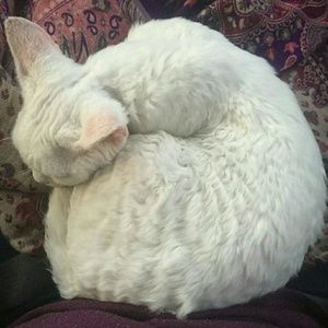 Meet your Posher, Cassandra