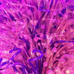 Meet your Posher, Rosa