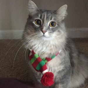 Meet your Posher, Jasminka