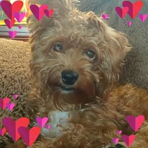 Meet your Posher, Dee