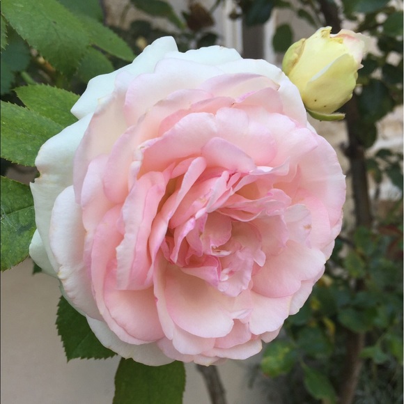 Meet your Posher, Caroline - Picture 1 of 1