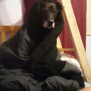 Meet your Posher, Clara