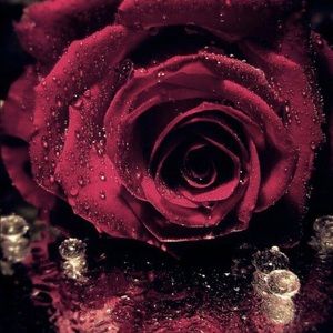 Meet your Posher, Elvia