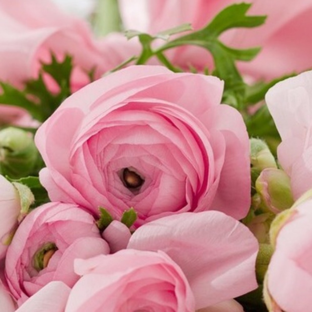 Meet your Posher, Juels