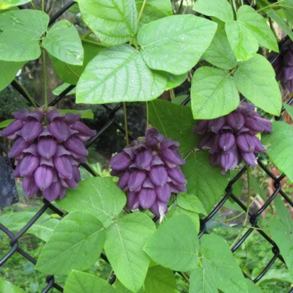 Meet your Posher, Springtime