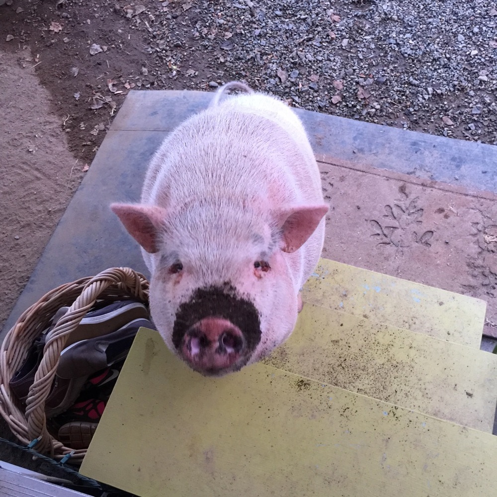 Meet your Posher, Elizabeth