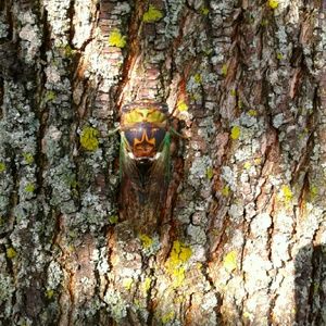 Meet your Posher, Lee