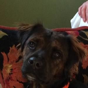 Meet your Posher, Donna