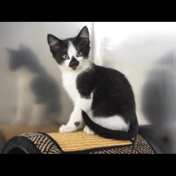 💜Meet Your Posher💜@hidethebags - Picture 7 of 7