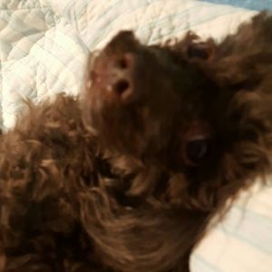 Meet your Posher, Debbie