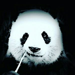 Meet your Posher, Randy