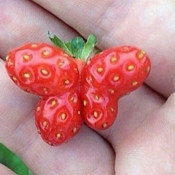 Meet your Posher, Lindsey - Picture 4 of 4