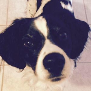 Meet your Posher, Angel