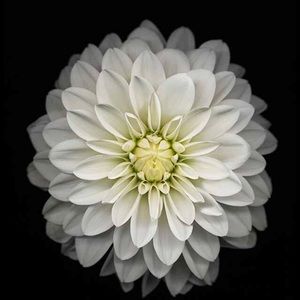 Meet your Posher, Ashlie