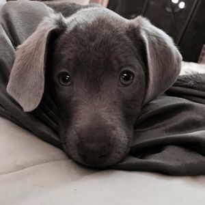 Meet your Posher, Ryann