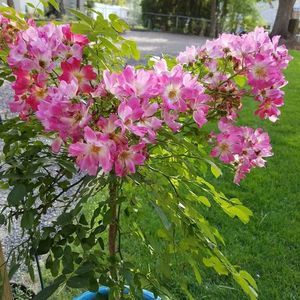 Meet your Posher, Lee