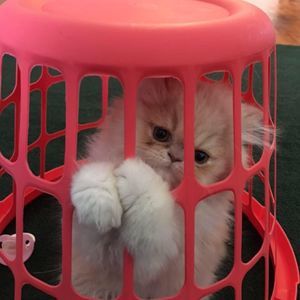 Meet your Posher, Lisa