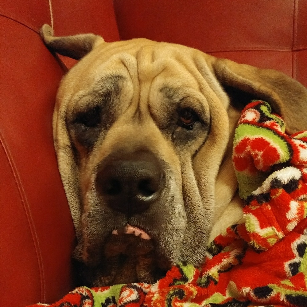 🌻Meet your Posher, Jodie🌻 - Picture 5 of 8