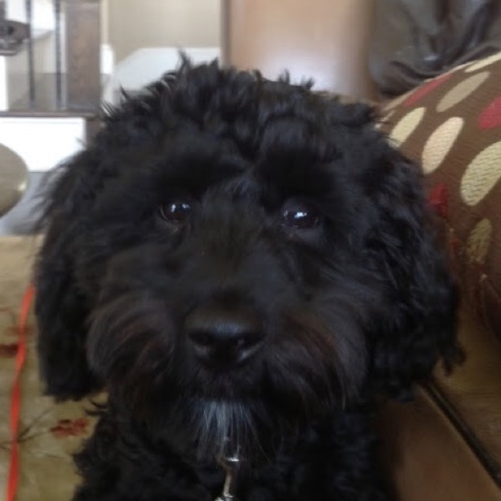 Meet your Posher, Carley