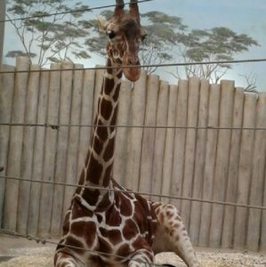 Meet your Posher, Will