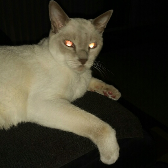 Meet your Posher, Paul - Picture 1 of 1