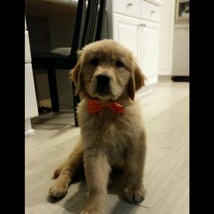 Meet your Posher, Tami