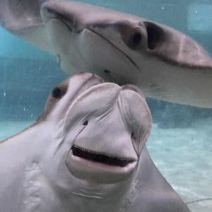 Meet your Posher, Lesa