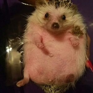 Meet your Posher, Elizabeth