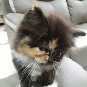 Meet your Posher, Pitt