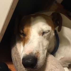 Meet your Posher, Carmen