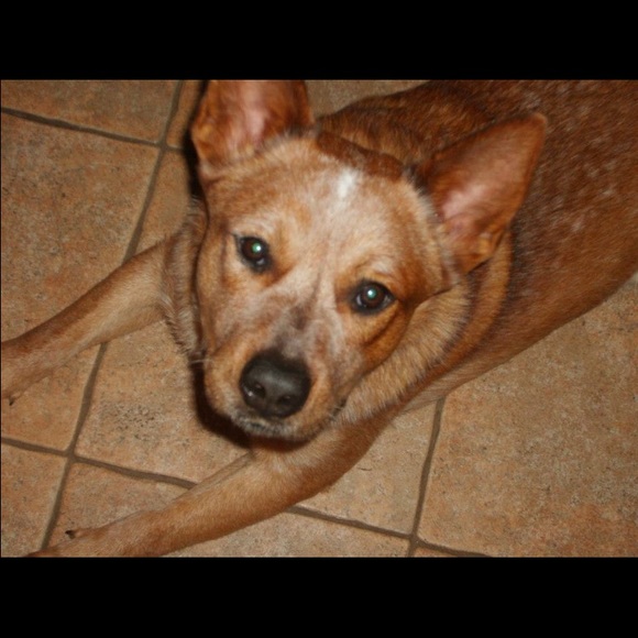 Meet Your Posher, Cassie! - Picture 3 of 4