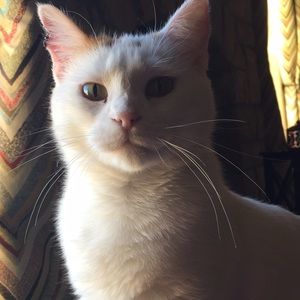 Meet your Posher, Todd