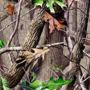 Meet your Posher, Zackary